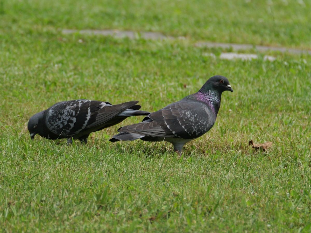 Rock Pigeon (Feral Pigeon) - ML620696056