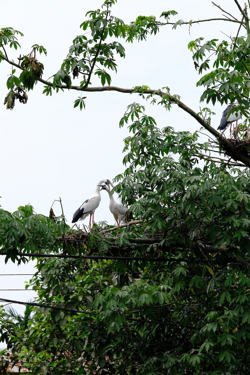 Asian Openbill - ML620696057