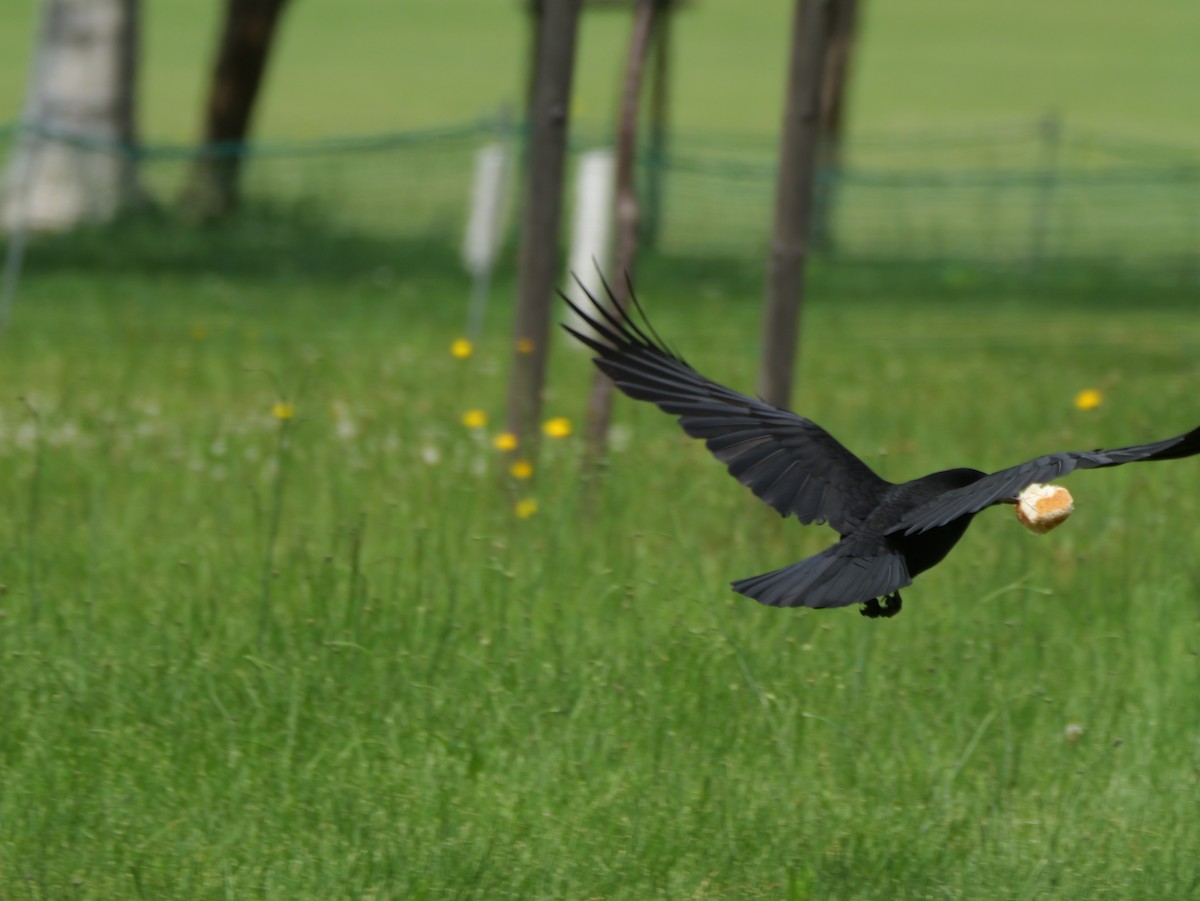 tanımsız karga (Corvus sp.) - ML620696059