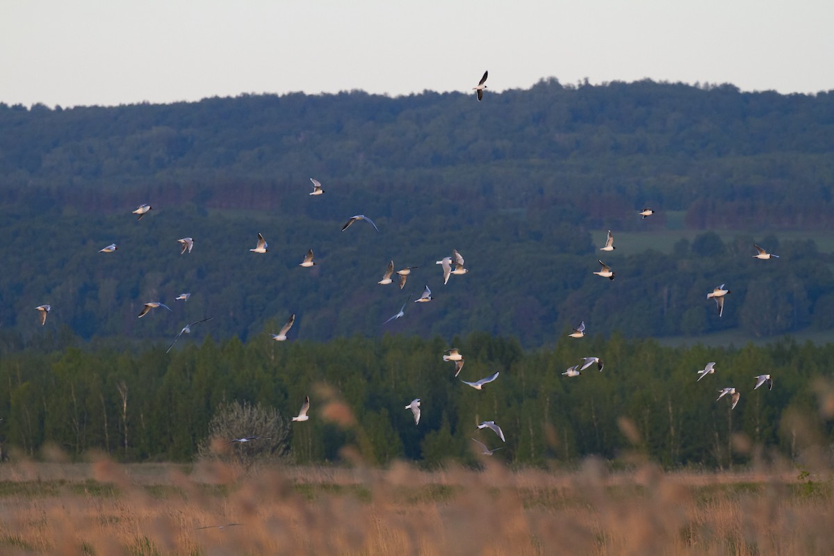 Black-headed Gull - ML620696060