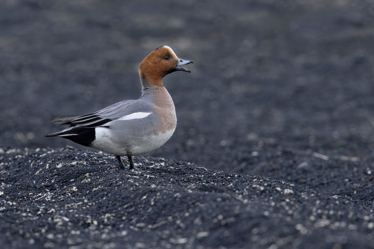 Eurasian Wigeon - ML620696063