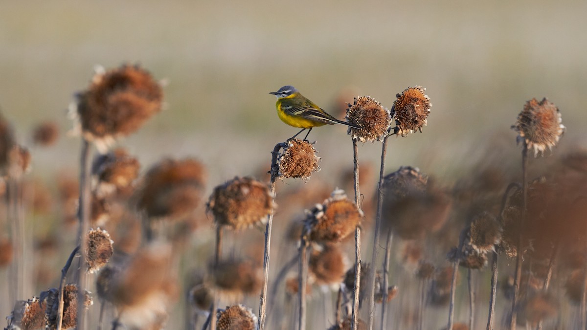 Western Yellow Wagtail - ML620696068