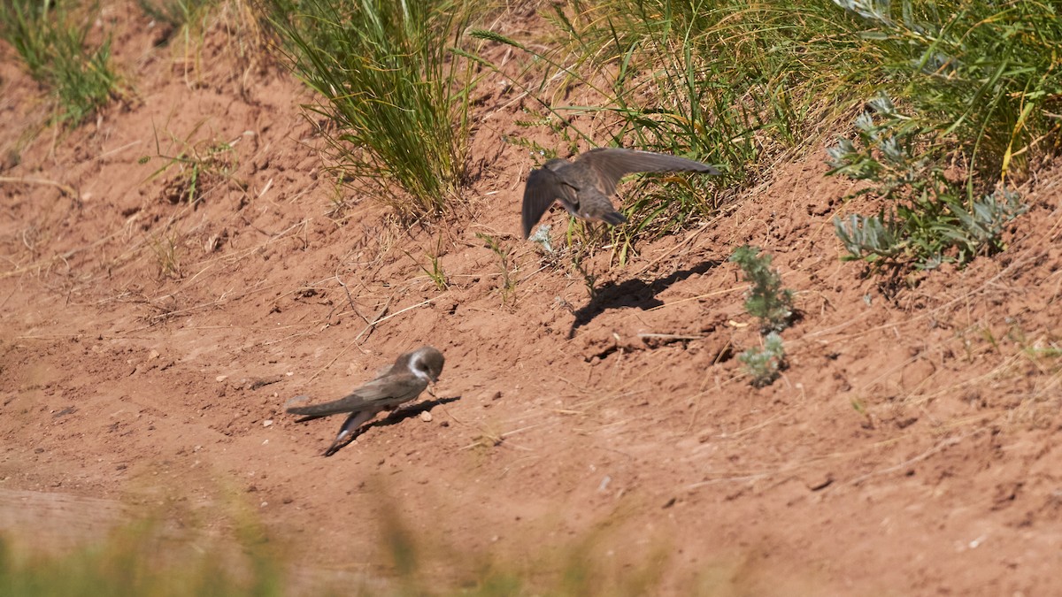 Bank Swallow - ML620696072