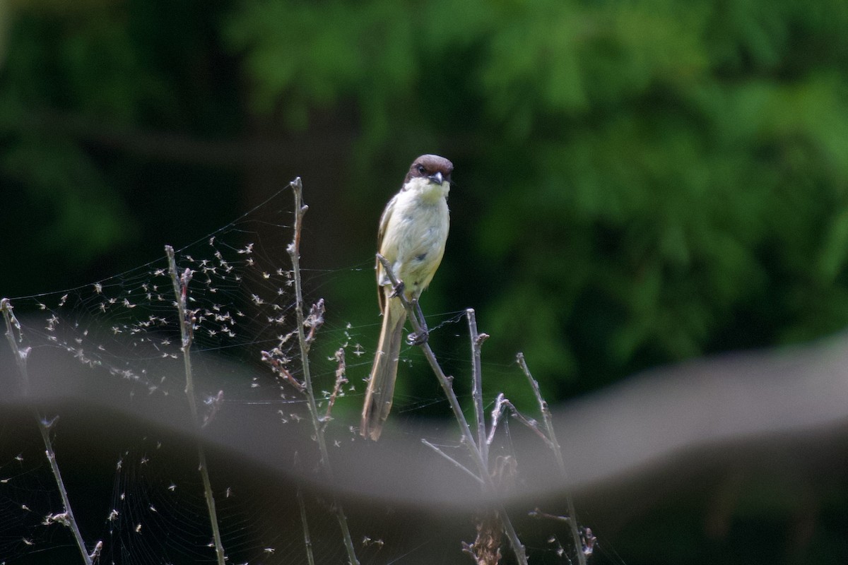 Long-tailed Shrike - ML620696077