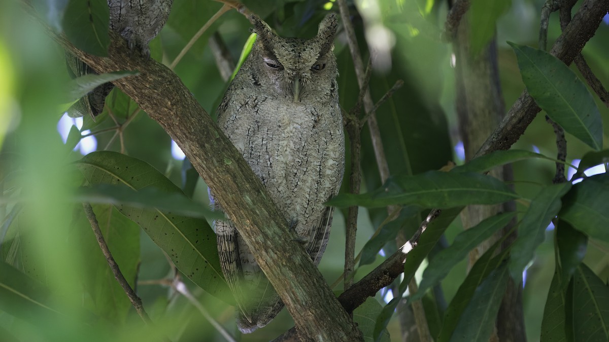 Pacific Screech-Owl - ML620696079