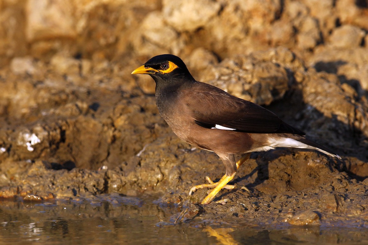 Common Myna - ML620696080