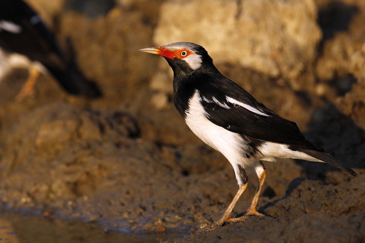 Siamese Pied Starling - ML620696083