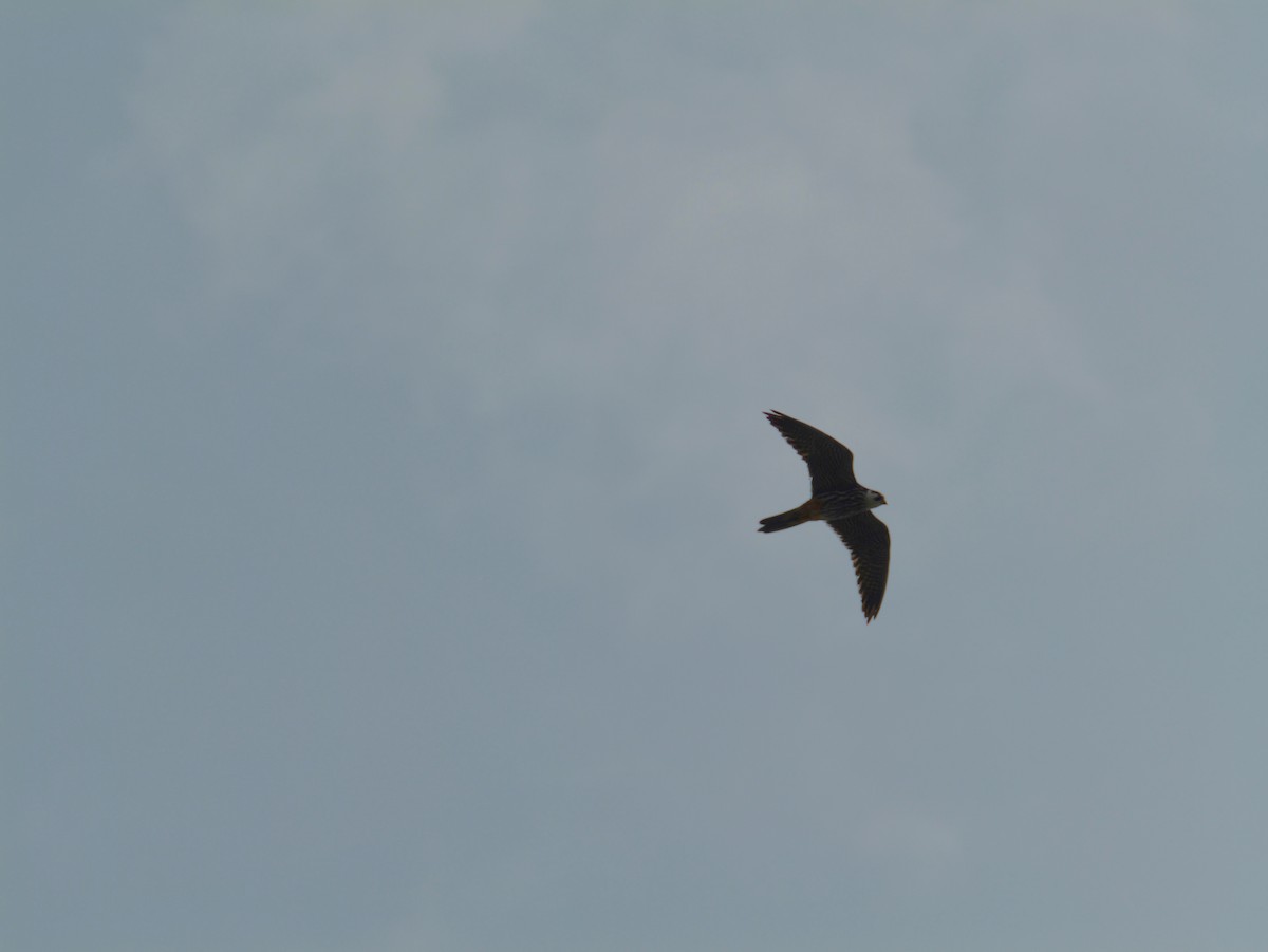 Eurasian Hobby - ML620696086