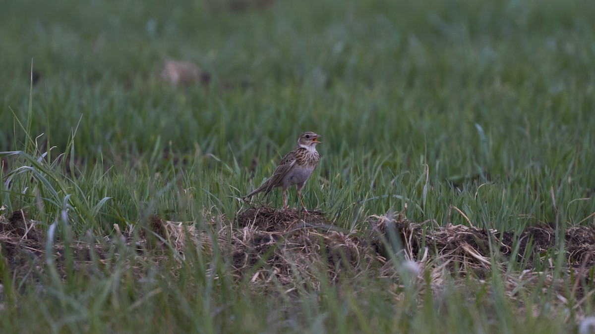 Eurasian Skylark - ML620696088