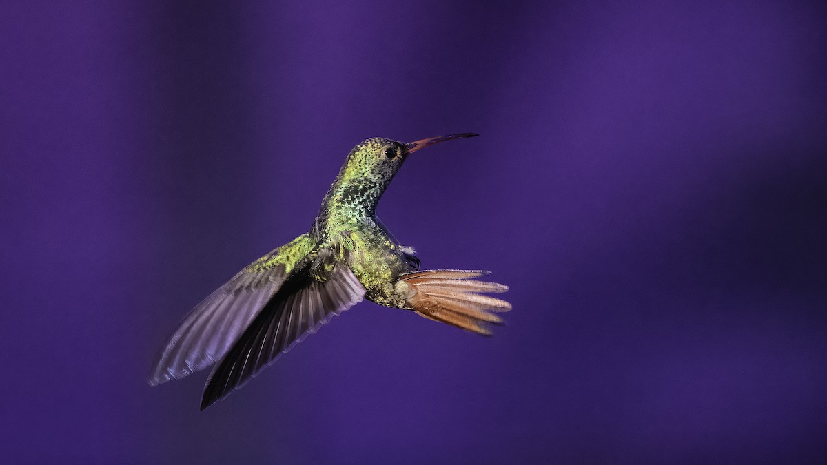 Rufous-tailed Hummingbird - ML620696091