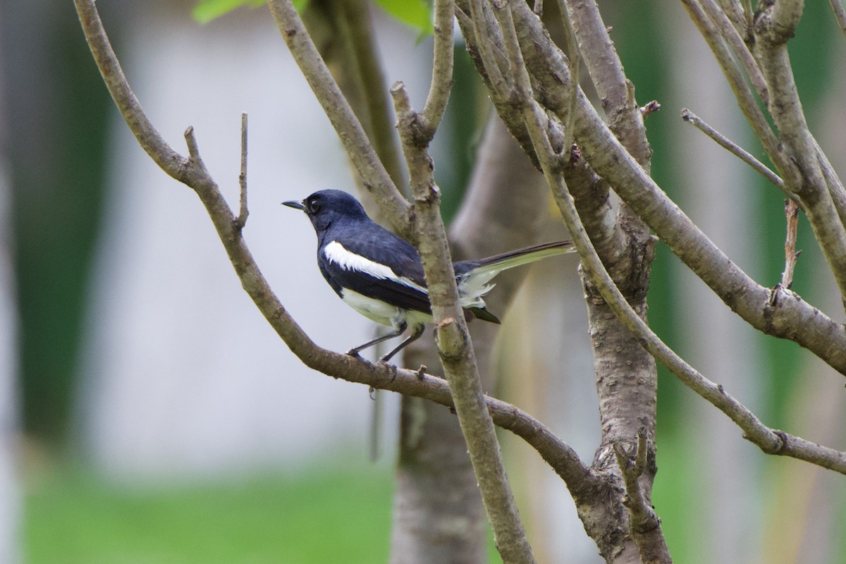 Oriental Magpie-Robin - ML620696093