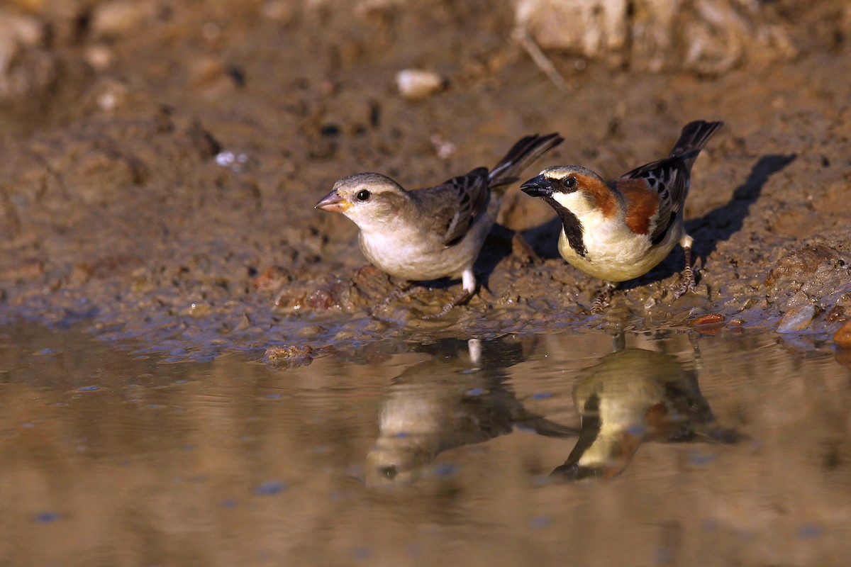 Plain-backed Sparrow - ML620696094