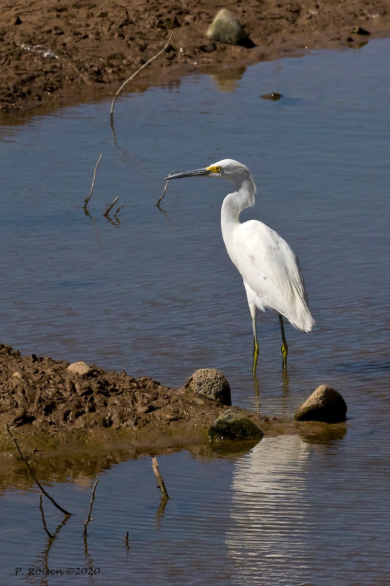 Snowy Egret - ML620696100