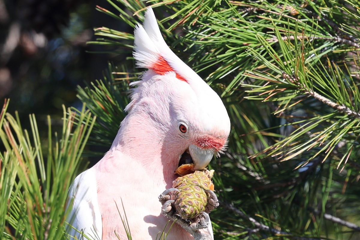 Pink Cockatoo - ML620696102