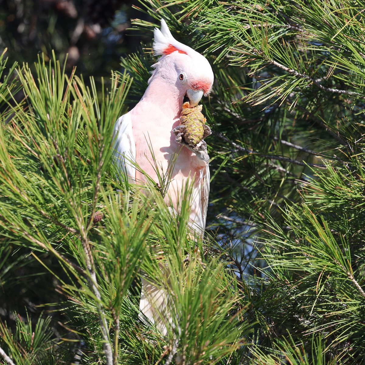 Pink Cockatoo - ML620696103