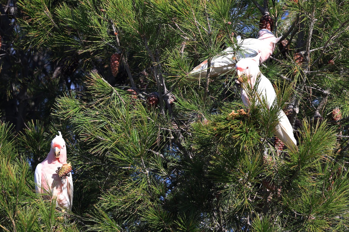 Pink Cockatoo - ML620696104