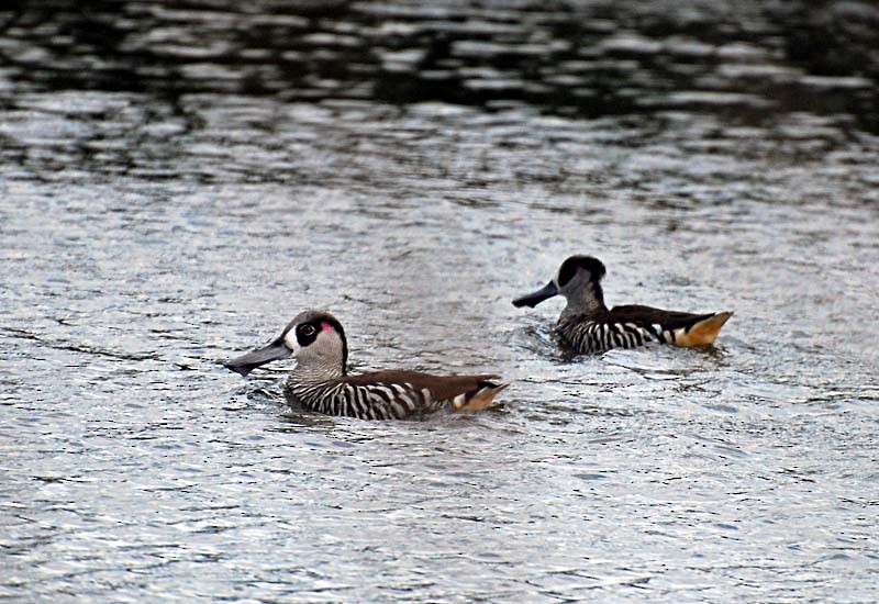 Pink-eared Duck - ML620696106