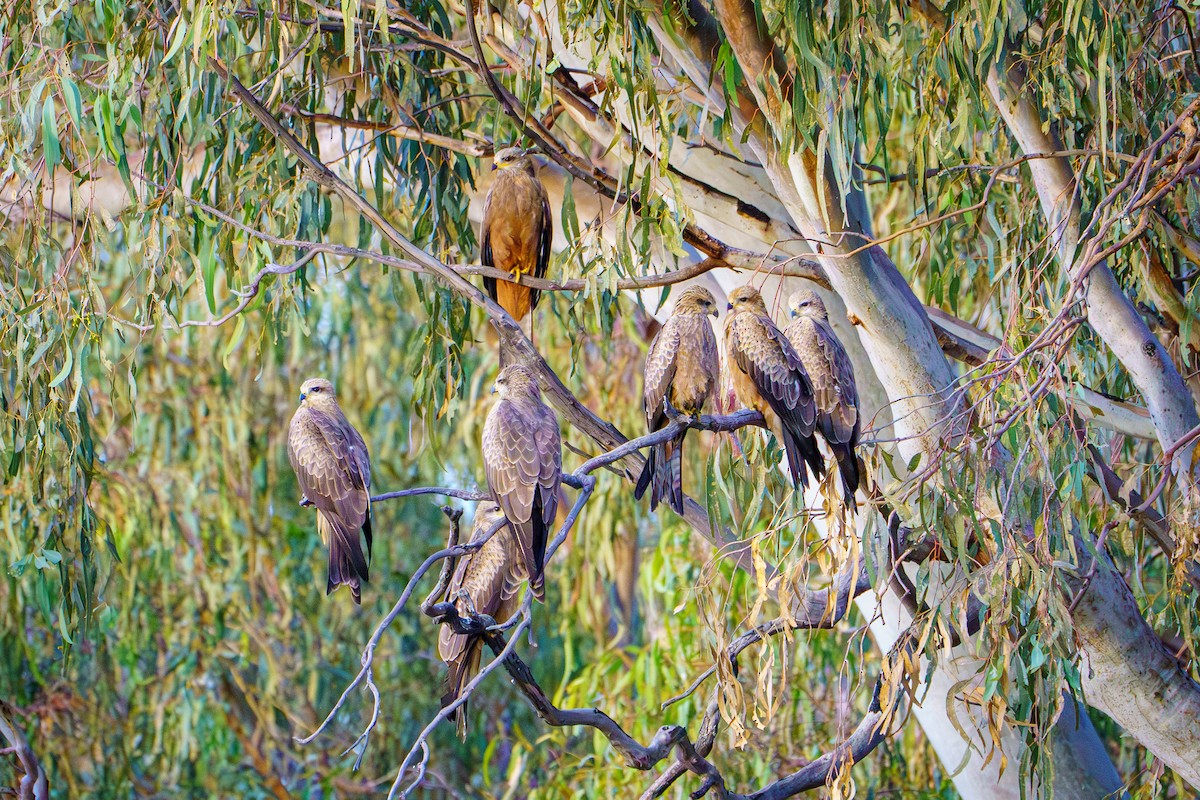 Whistling Kite - ML620696107