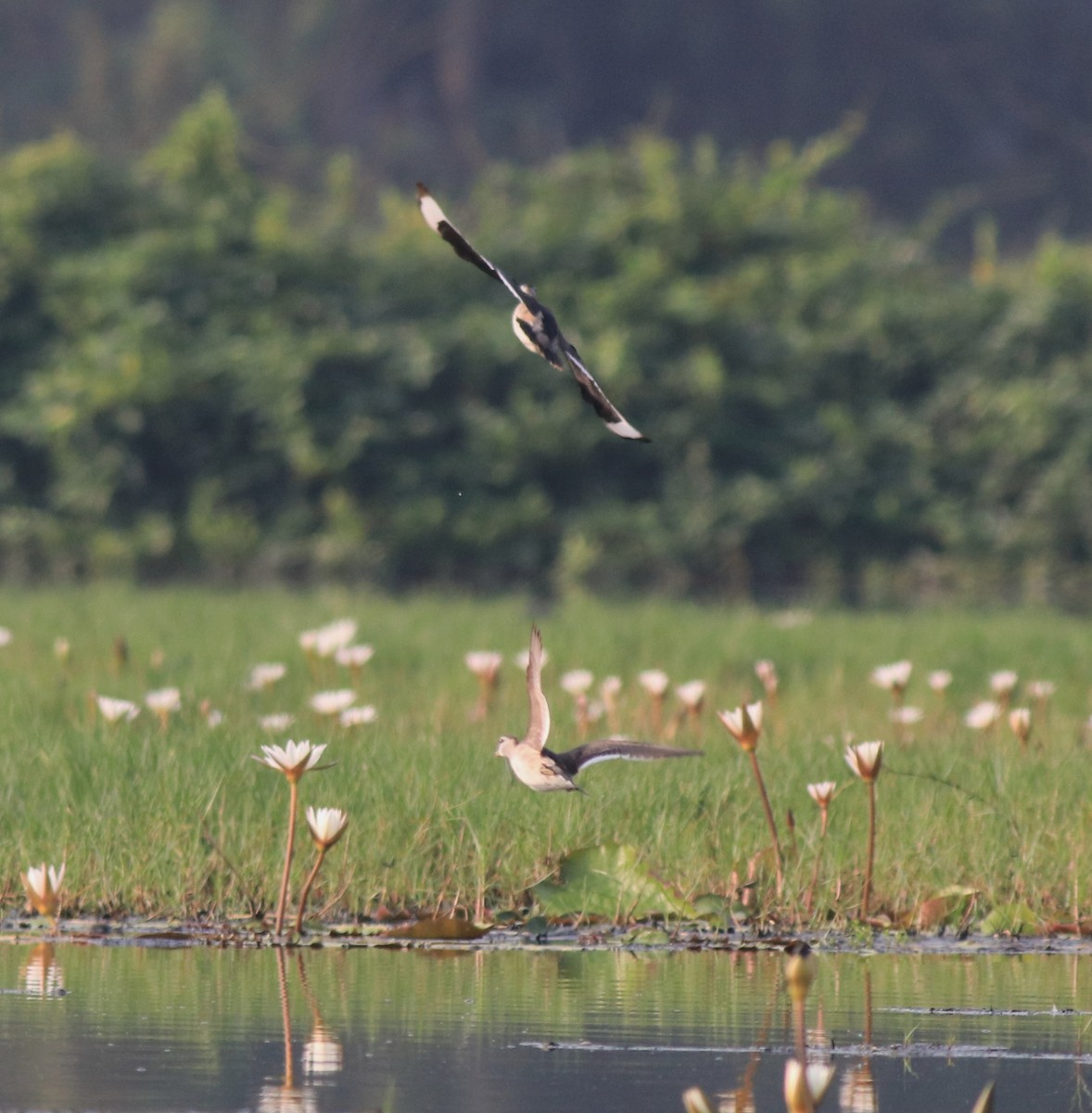 Cotton Pygmy-Goose - ML620696110