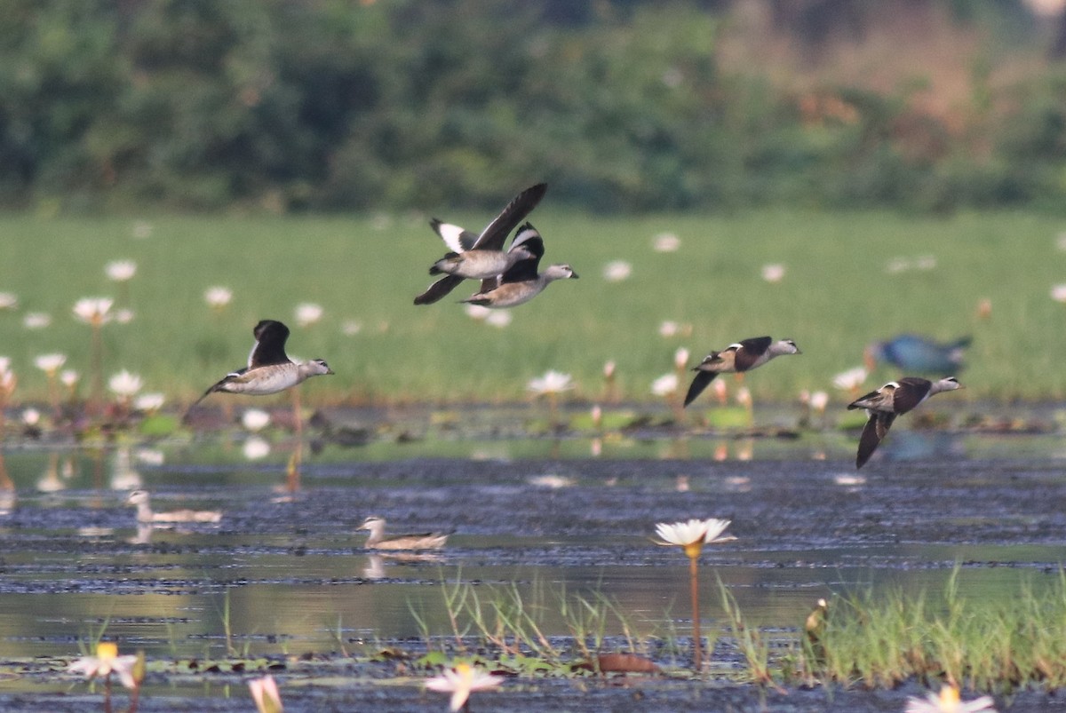 Cotton Pygmy-Goose - ML620696111