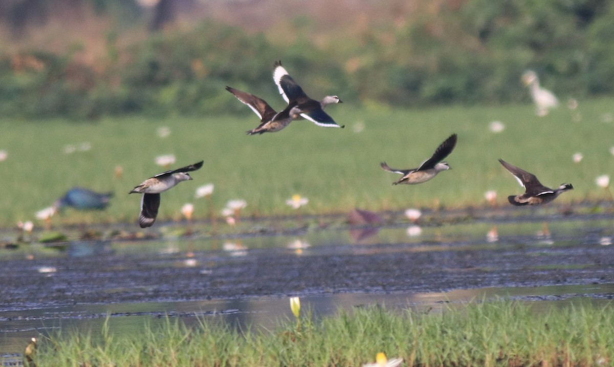 Cotton Pygmy-Goose - ML620696112