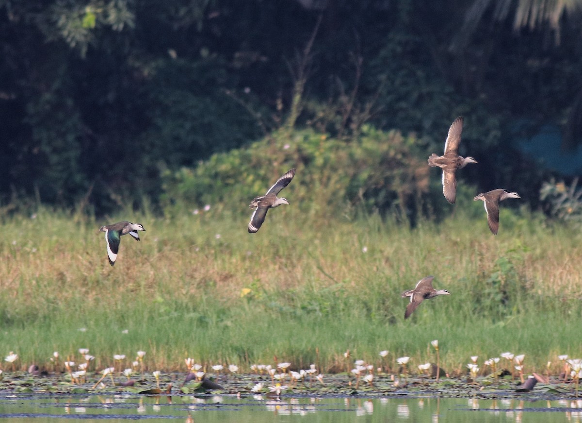 Cotton Pygmy-Goose - ML620696113