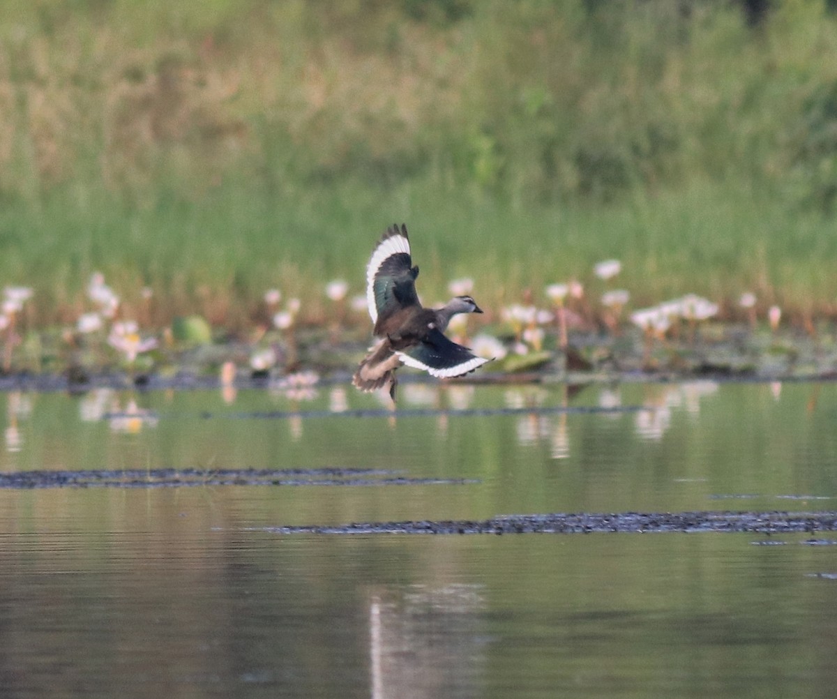 Cotton Pygmy-Goose - ML620696114