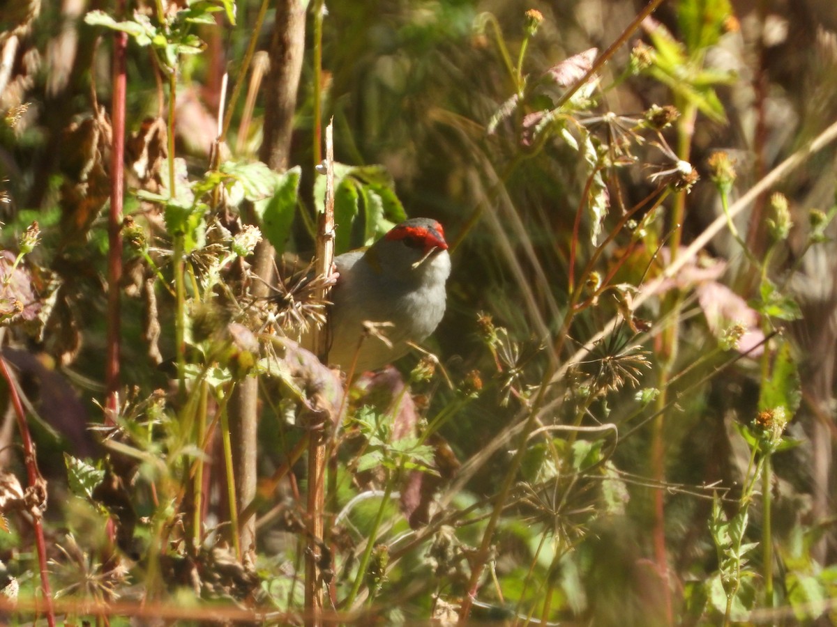 Red-browed Firetail - ML620696116