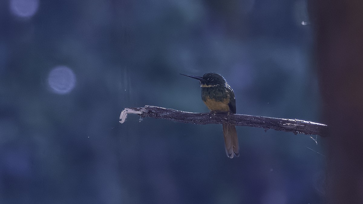 Rufous-tailed Jacamar - Markus Craig