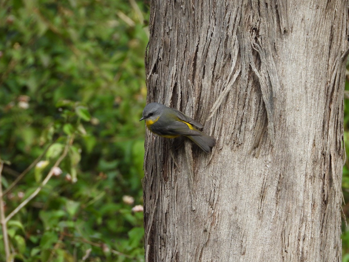 Eastern Yellow Robin - ML620696119