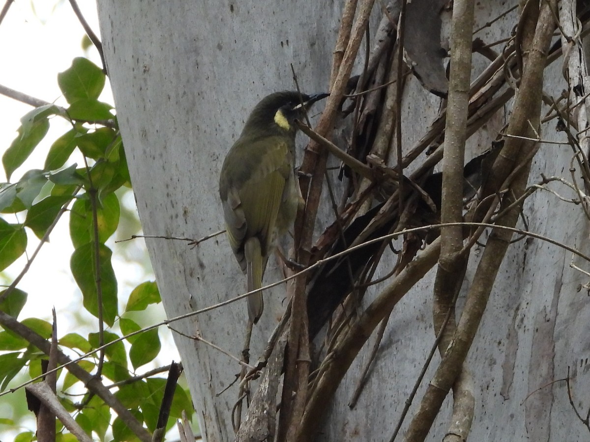 Lewin's Honeyeater - ML620696120