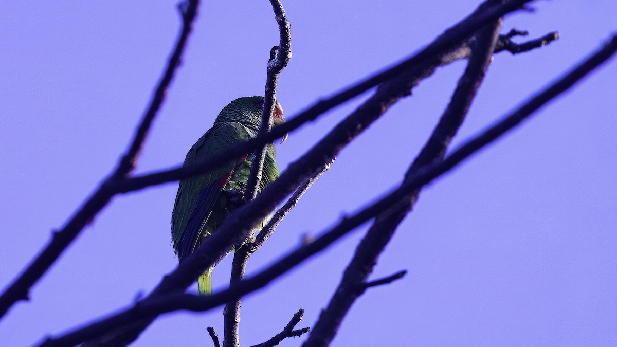 White-fronted Parrot - ML620696122