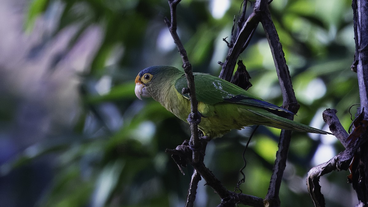 Aratinga Frentinaranja - ML620696124