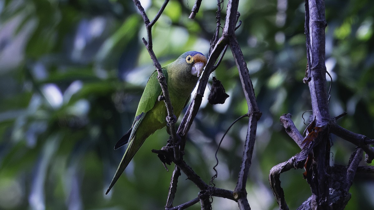 Orange-fronted Parakeet - ML620696125