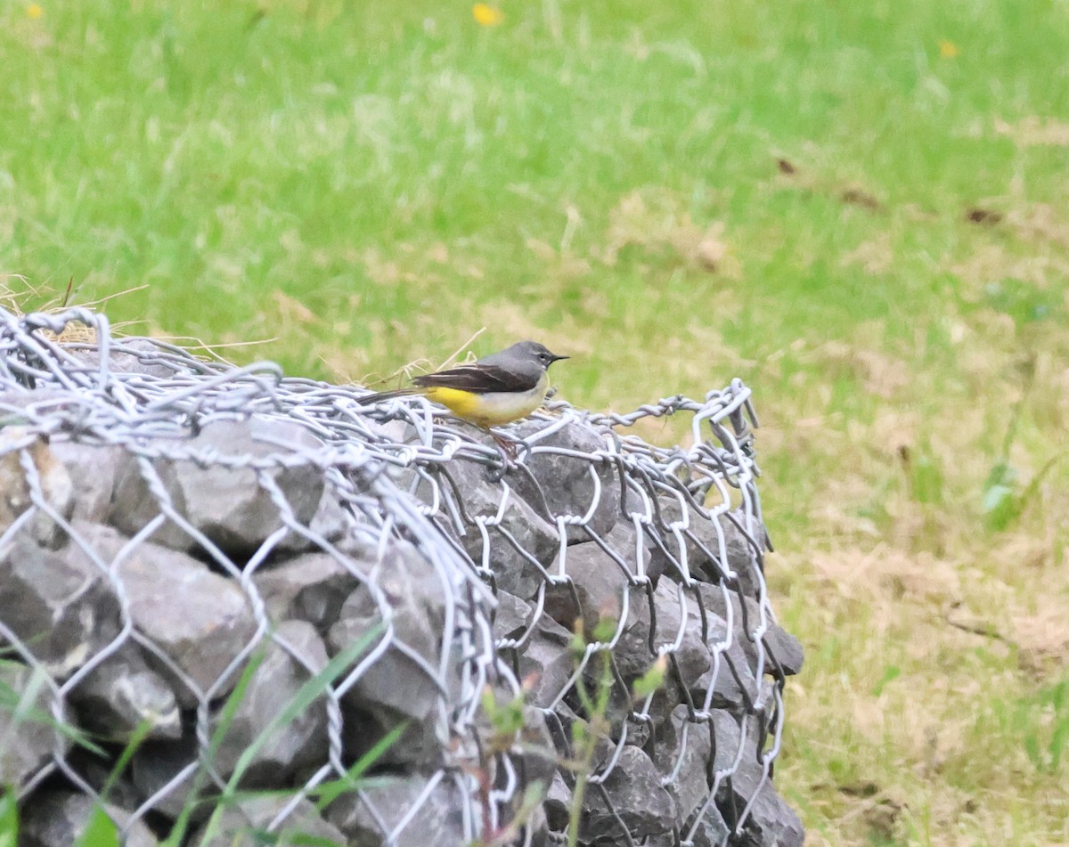 Gray Wagtail - Murray DELAHOY