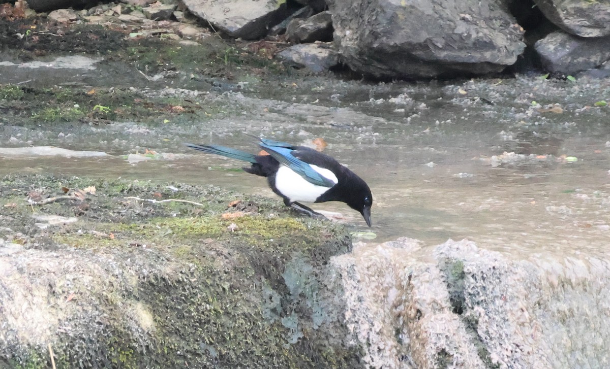 Eurasian Magpie - ML620696129