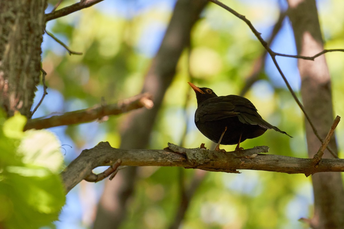 Eurasian Blackbird - ML620696132