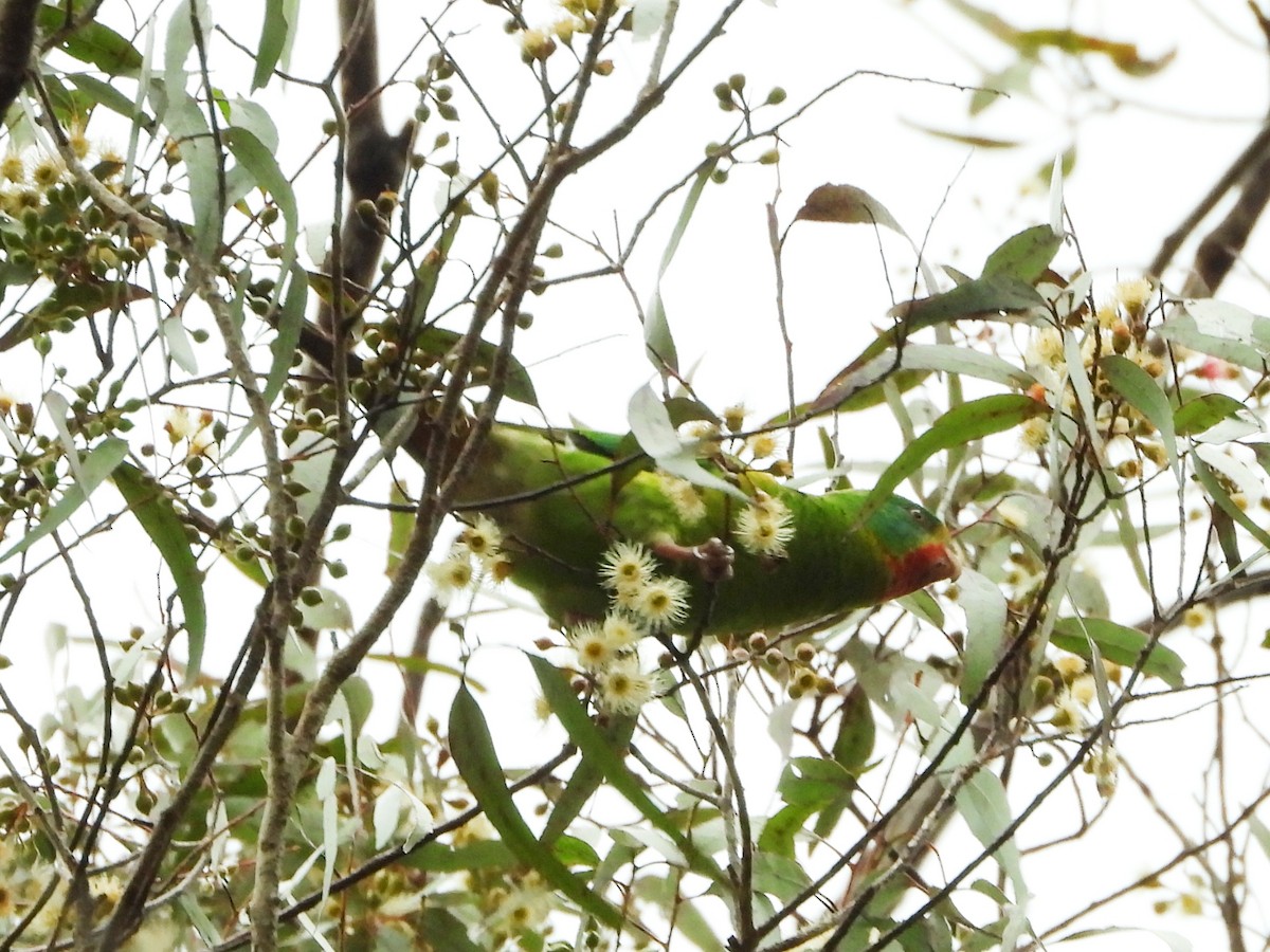 Swift Parrot - ML620696133