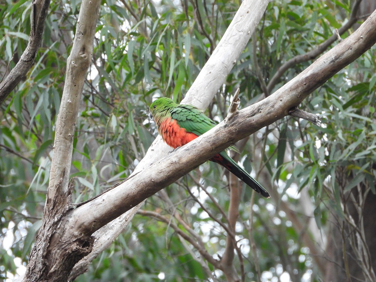 Avustralya Kral Papağanı - ML620696139
