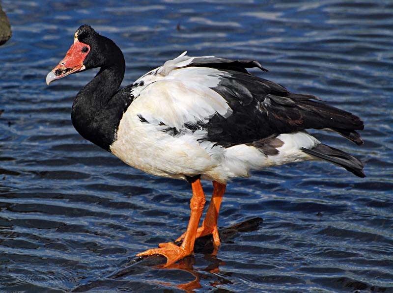 Magpie Goose - ML620696140