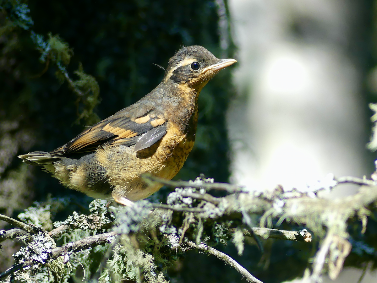 Varied Thrush - ML620696144