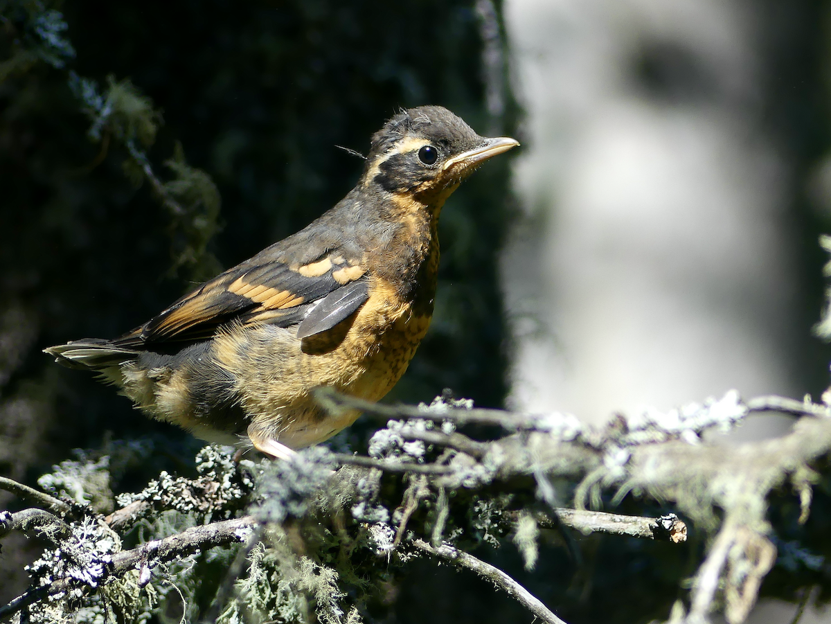 Varied Thrush - ML620696146