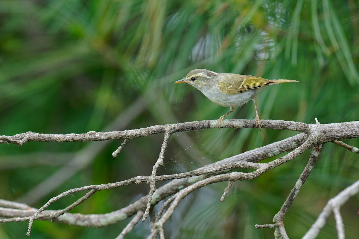 Claudia's Leaf Warbler - ML620696152