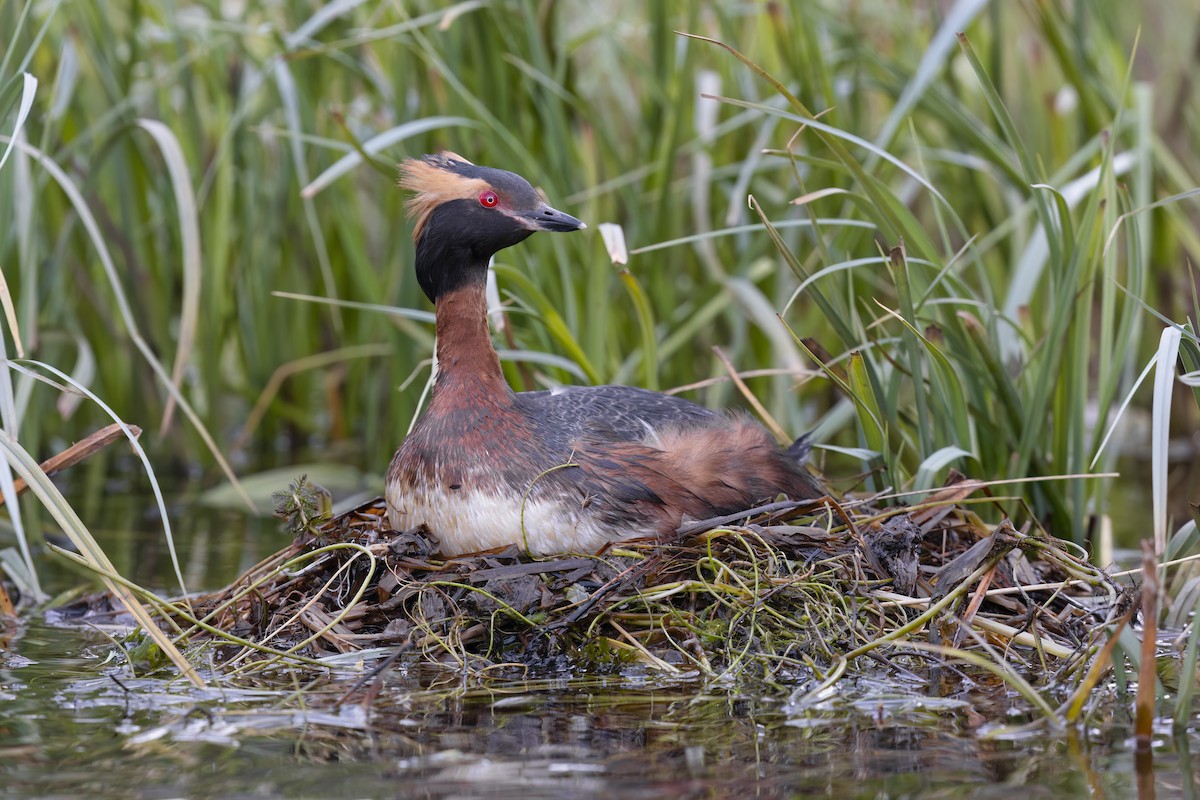 Horned Grebe - ML620696153