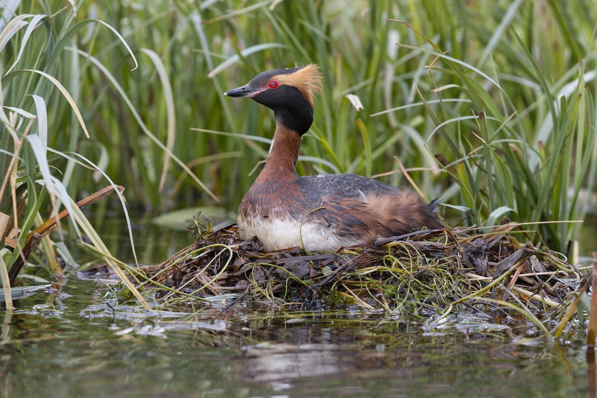 Horned Grebe - ML620696155