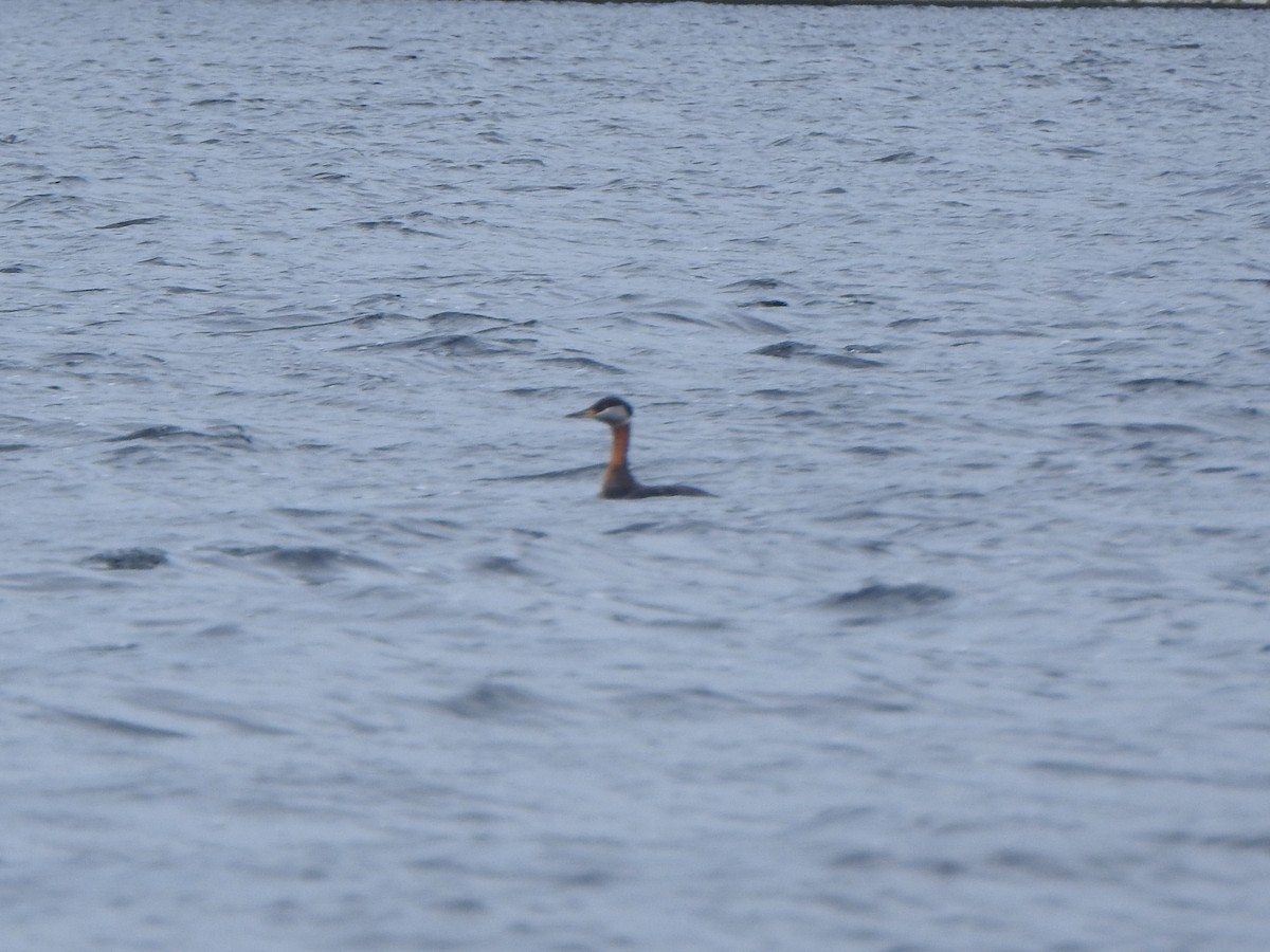 Red-necked Grebe - ML620696156