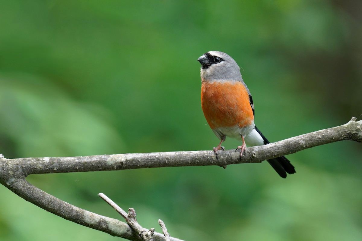 Gray-headed Bullfinch - ML620696158