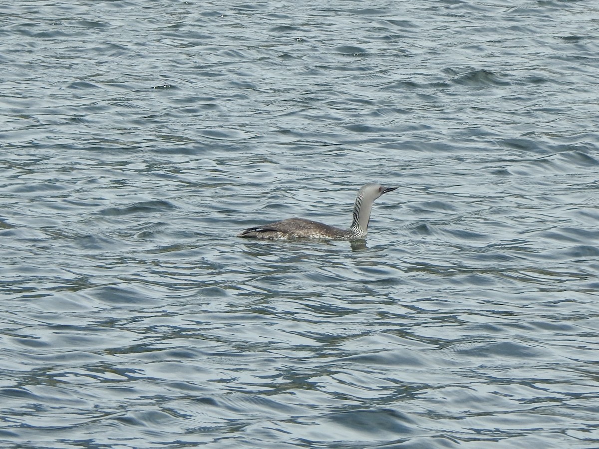 Red-throated Loon - ML620696164