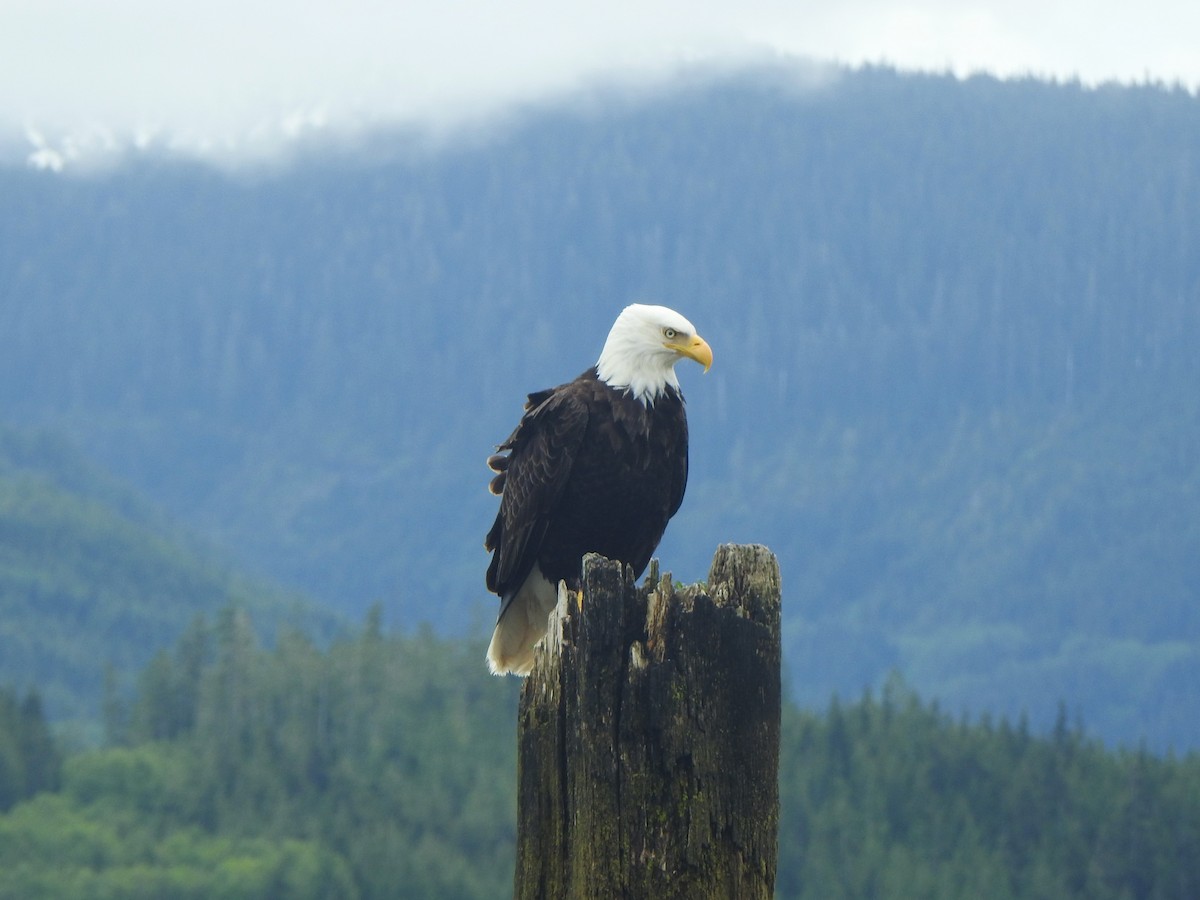 Bald Eagle - Oliver Simms