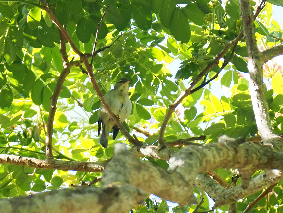 Mosquitero de Mindanao - ML620696167